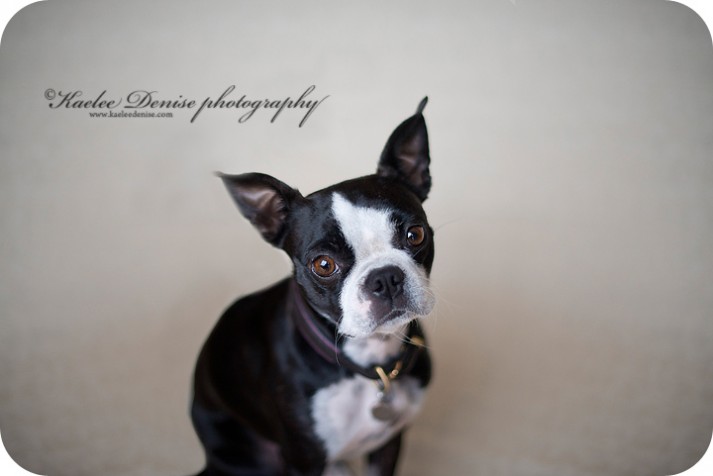 Asheville Child and Family Portrait Photographer