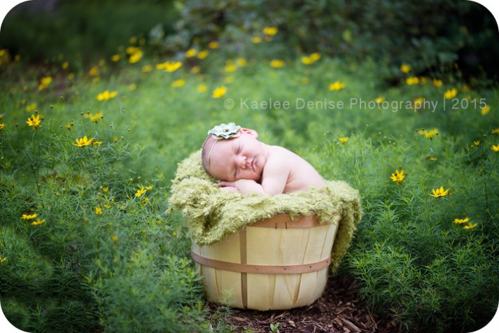 brevard newborn photographer